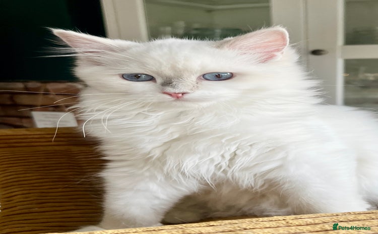 Ragdoll cats - Advert 1