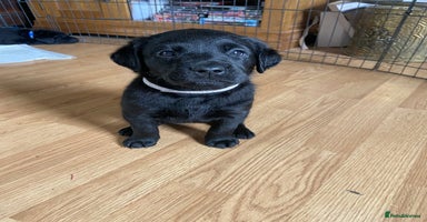 Labrador Retriever dogs - Advert 3