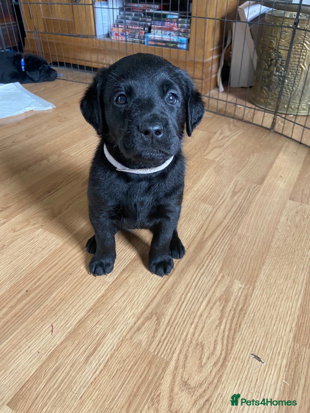 Labrador Retriever dogs for sale: 10 Beautiful black Labrador puppies - Image 5