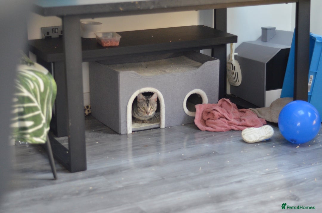 Bengal cats for stud: ☁️SILVER BENGAL STUD☁️  - Advert 5