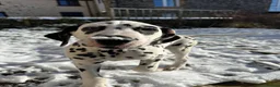 Dalmatian dogs for stud: KC Reg Dalmatian for stud  - Advert 17
