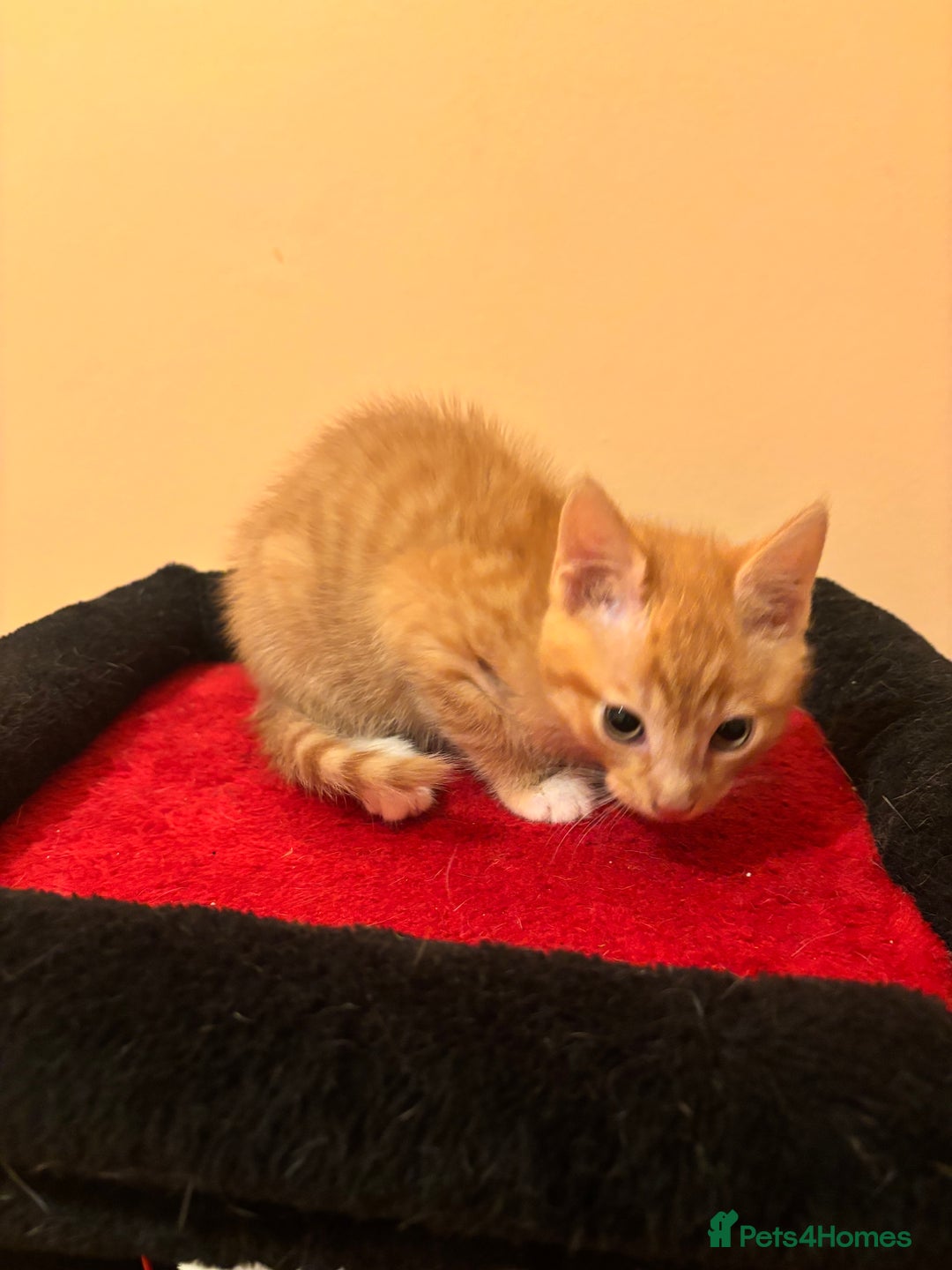 Mixed Breed cats for sale: Gorgeous Kittens Ready For A New Home!  - Advert 9