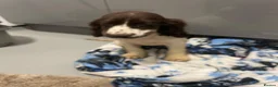 Cocker Spaniel dogs for sale:  Beautiful cocker spaniels  - Advert 7