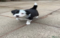 Border Collie dogs for sale: Beautiful Tri-colour border collies - Image 5