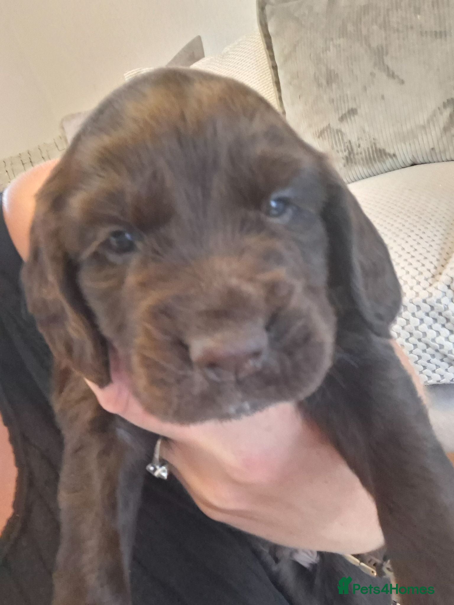Cocker Spaniel dogs Cocker spaniel puppies  - Advert 2