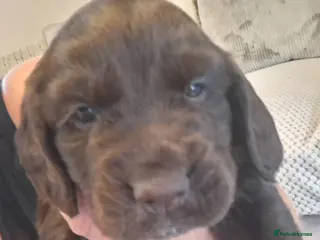 Cocker Spaniel dogs Cocker spaniel puppies - Advert 2