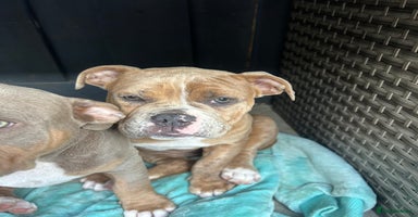 Olde English Bulldogge dogs in Southampton - Advert 9