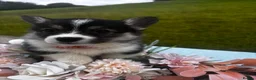 Welsh Corgi Pembroke dogs for sale: Stunning champion breed Tri Corgi Puppies  - Advert 31