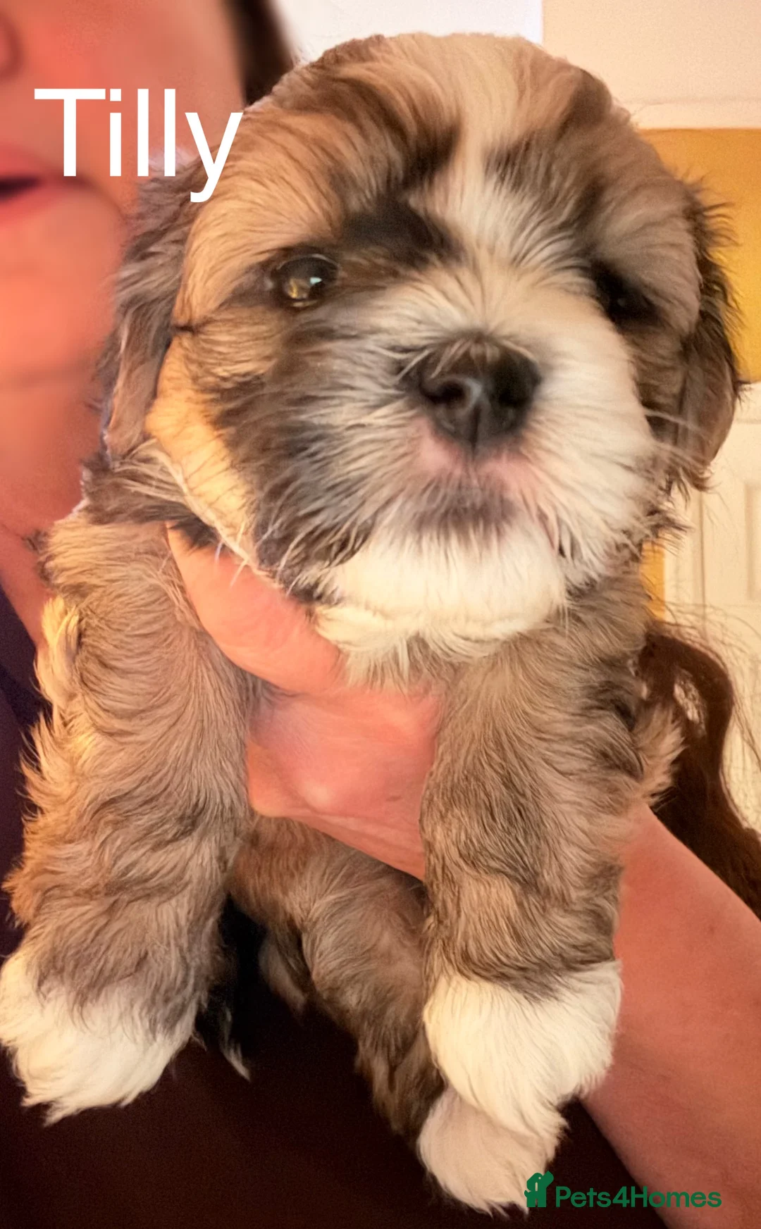 Havanese dogs for sale: Gorgeous Havanese Puppies  - Advert 14