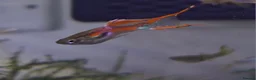 Bettas fish for sale: guppies mix - Advert 6
