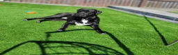 Cane Corso dogs for sale: 6 STUNNING FEMALE CANE CORSO PUPS in Motherwell - Advert 6