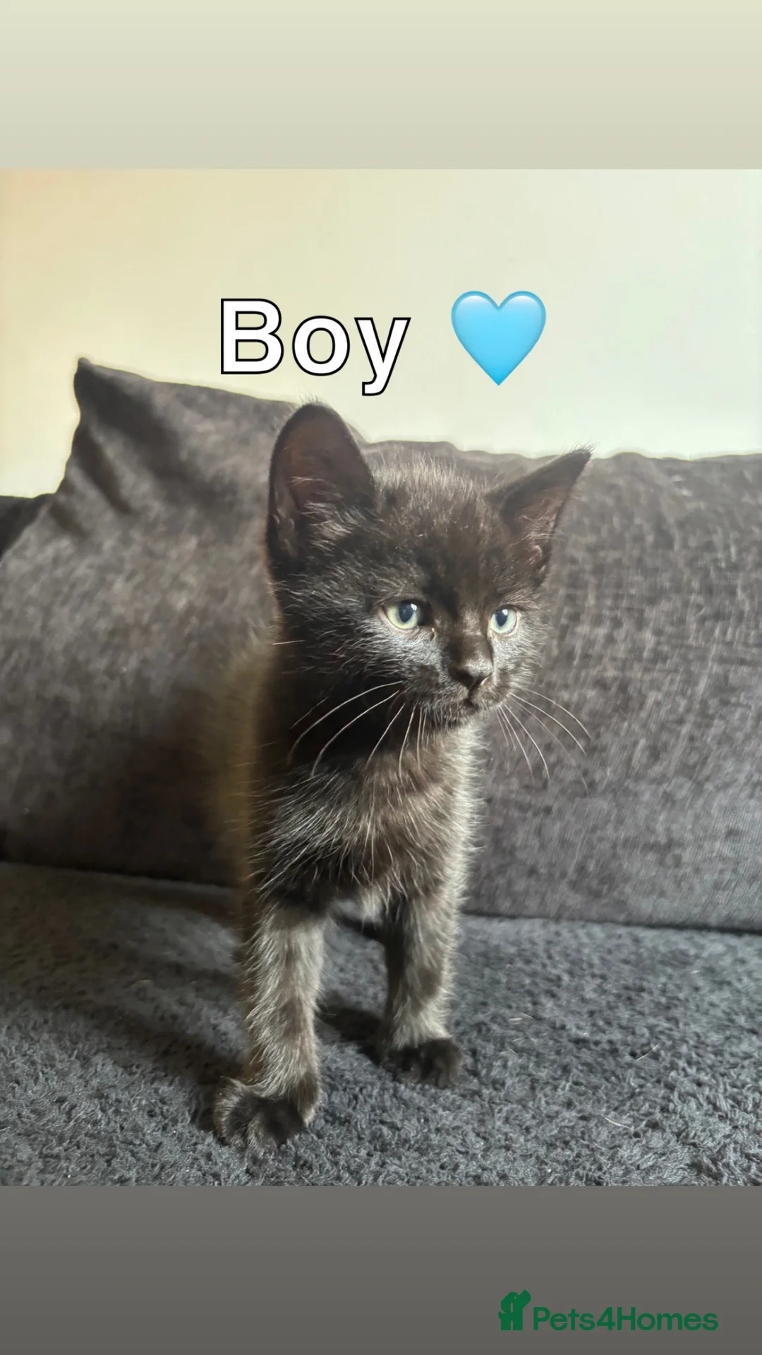 Mixed Breed cats for sale: 4 beautiful all black kittens  in Norwich - Advert 5