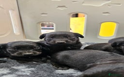 Labrador Retriever dogs for sale: 6 BEAUTIFUL BLACK PUPPIES. LAB CROSS COCKER - Image 15