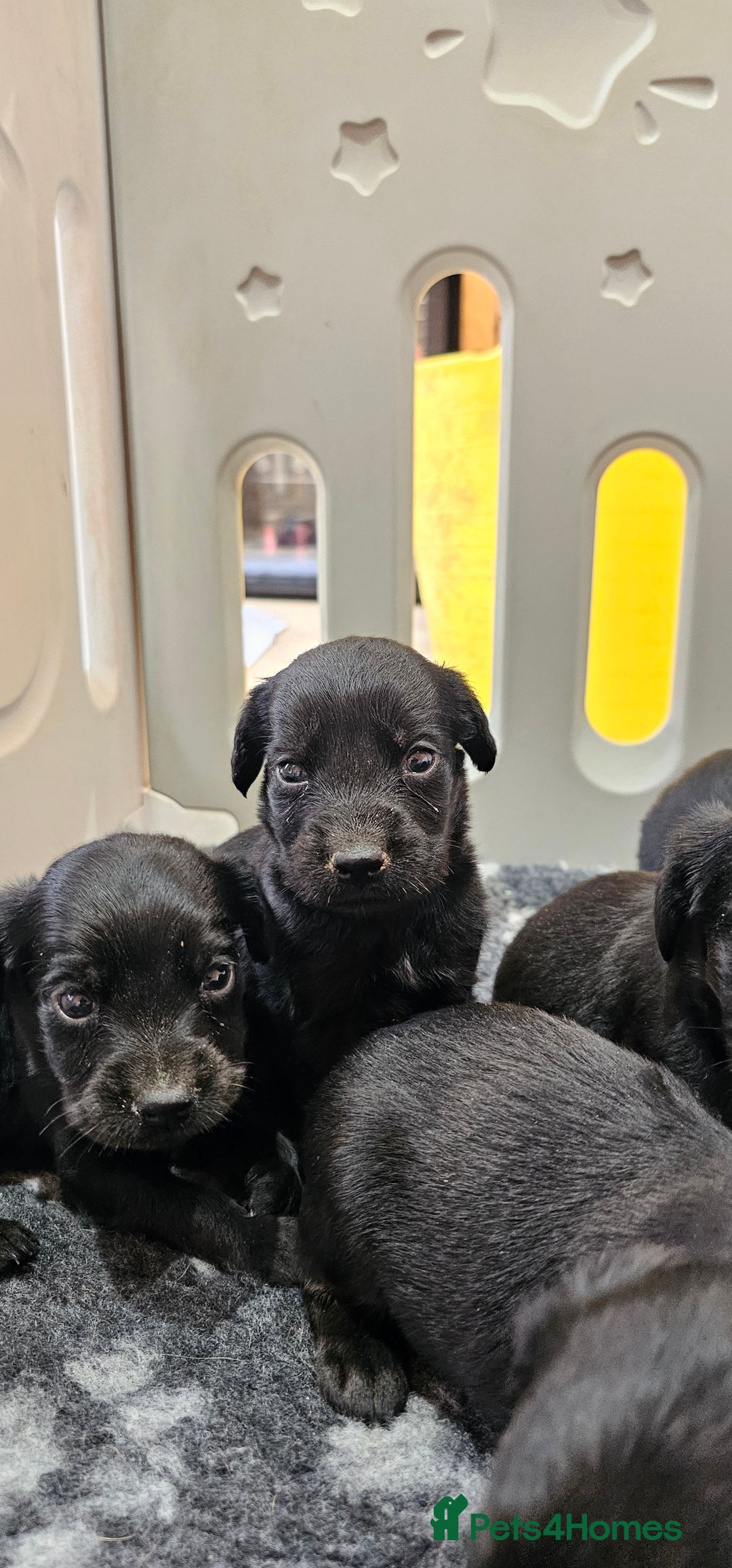 Labrador Retriever dogs for sale: 6 BEAUTIFUL BLACK PUPPIES. LAB CROSS COCKER - Image 15