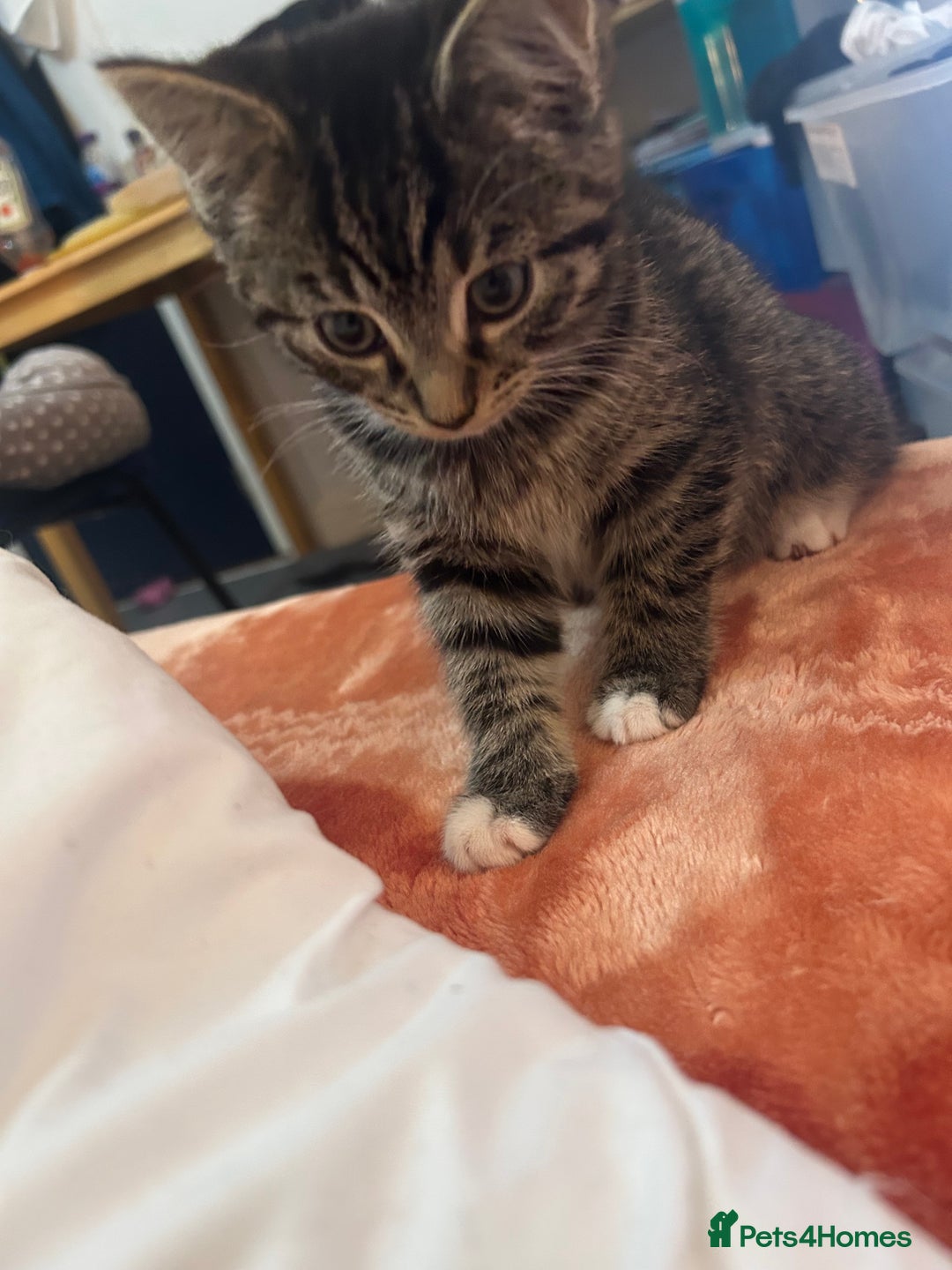 British Shorthair cats for sale: we have one beautiful female tabby kitten - Advert 5