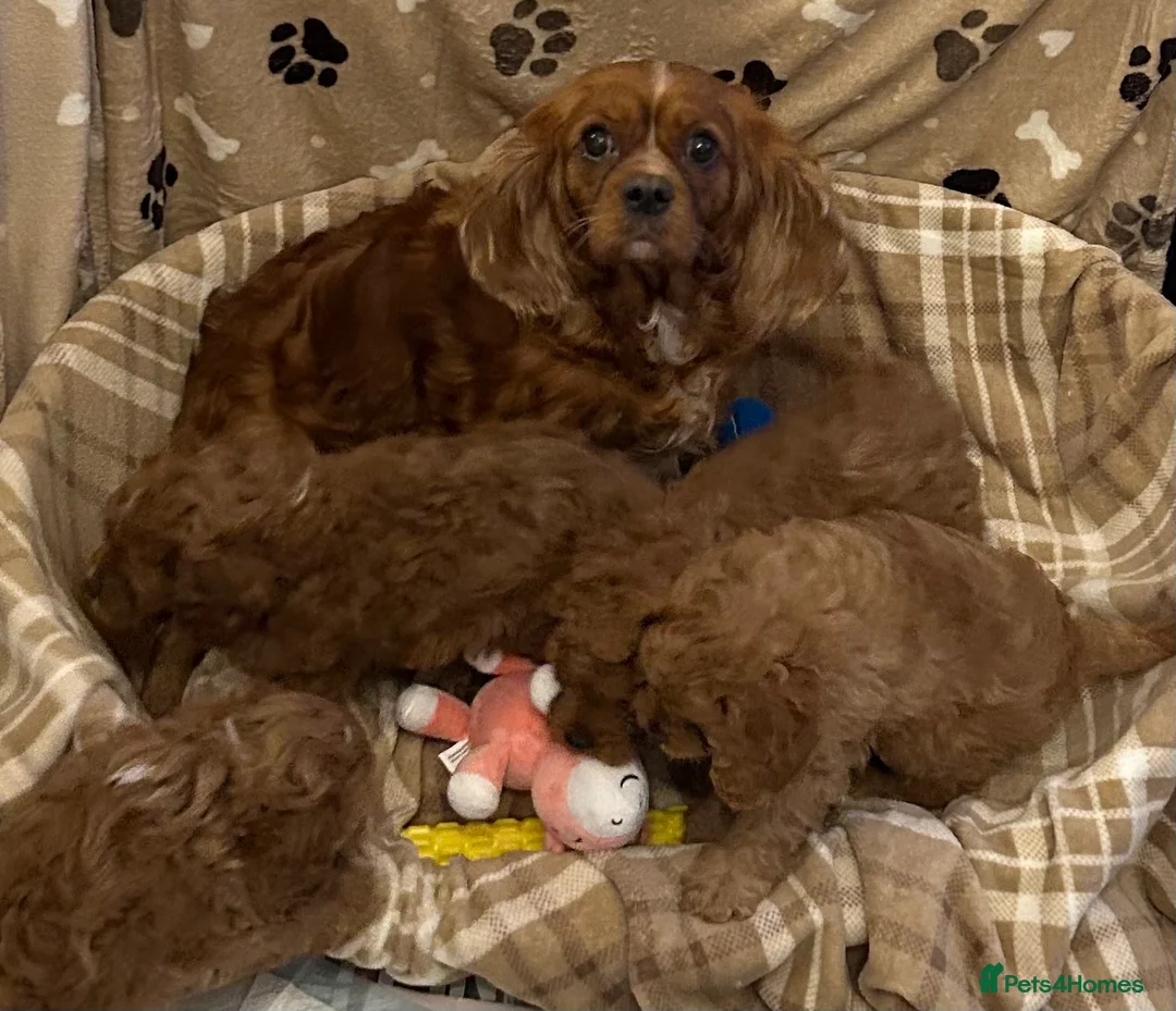 Cavapoo dogs for sale: ⭐️fully health clear stunning cavapoos⭐️ in Staines - Advert 2