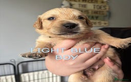 Golden Retriever dogs for sale: Quality KC golden retriever puppies  - Image 19