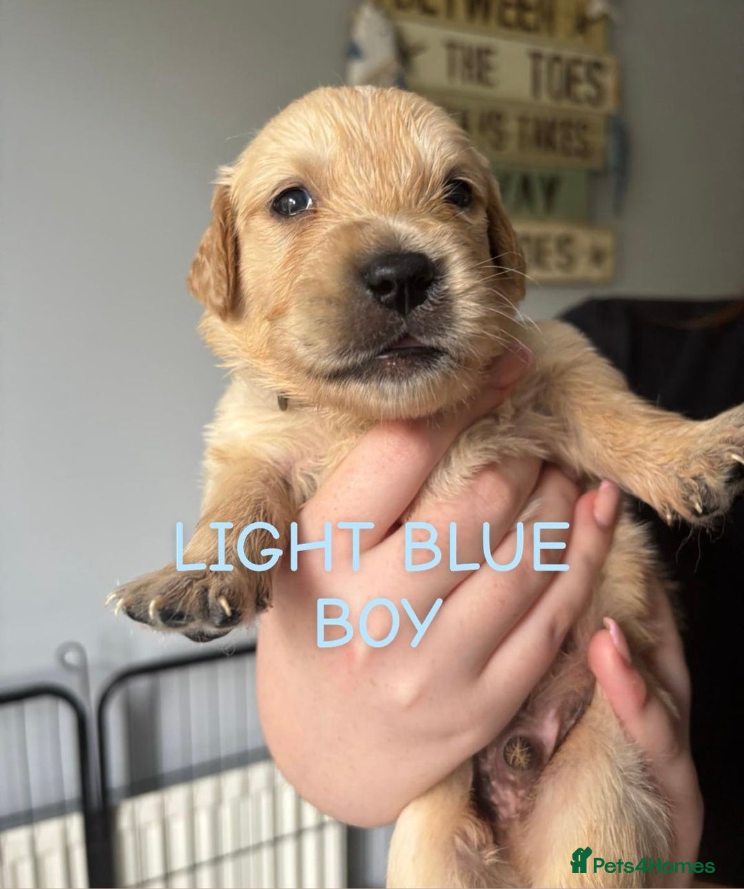 Golden Retriever dogs for sale: Quality KC golden retriever puppies  - Image 19
