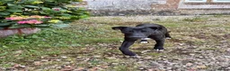 Mixed Breed dogs for sale: Whippet puppies for sale. - Advert 4