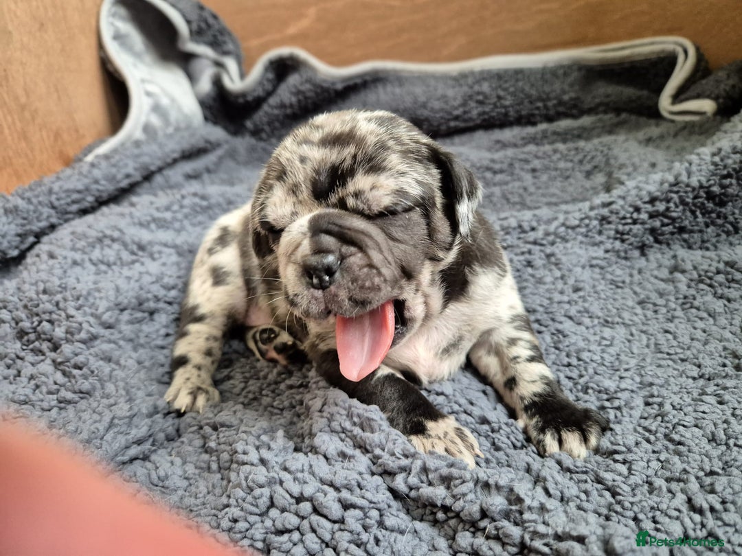 Mixed Breed dogs for sale: Cute Olde English Bulldog & Pug/Frenchie 4 sale - Image 4