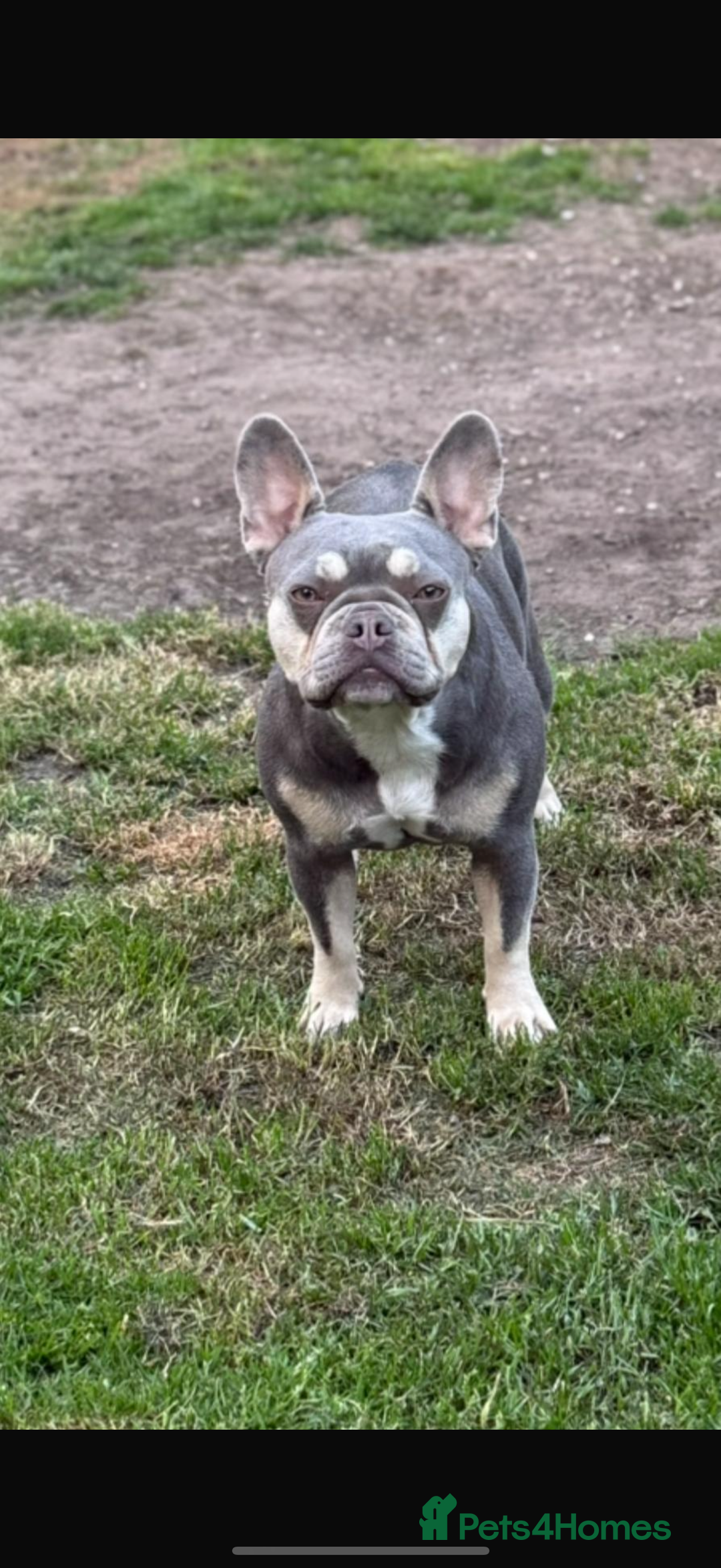 French Bulldog dogs for sale: French bulldog puppy🩵 - Advert 4