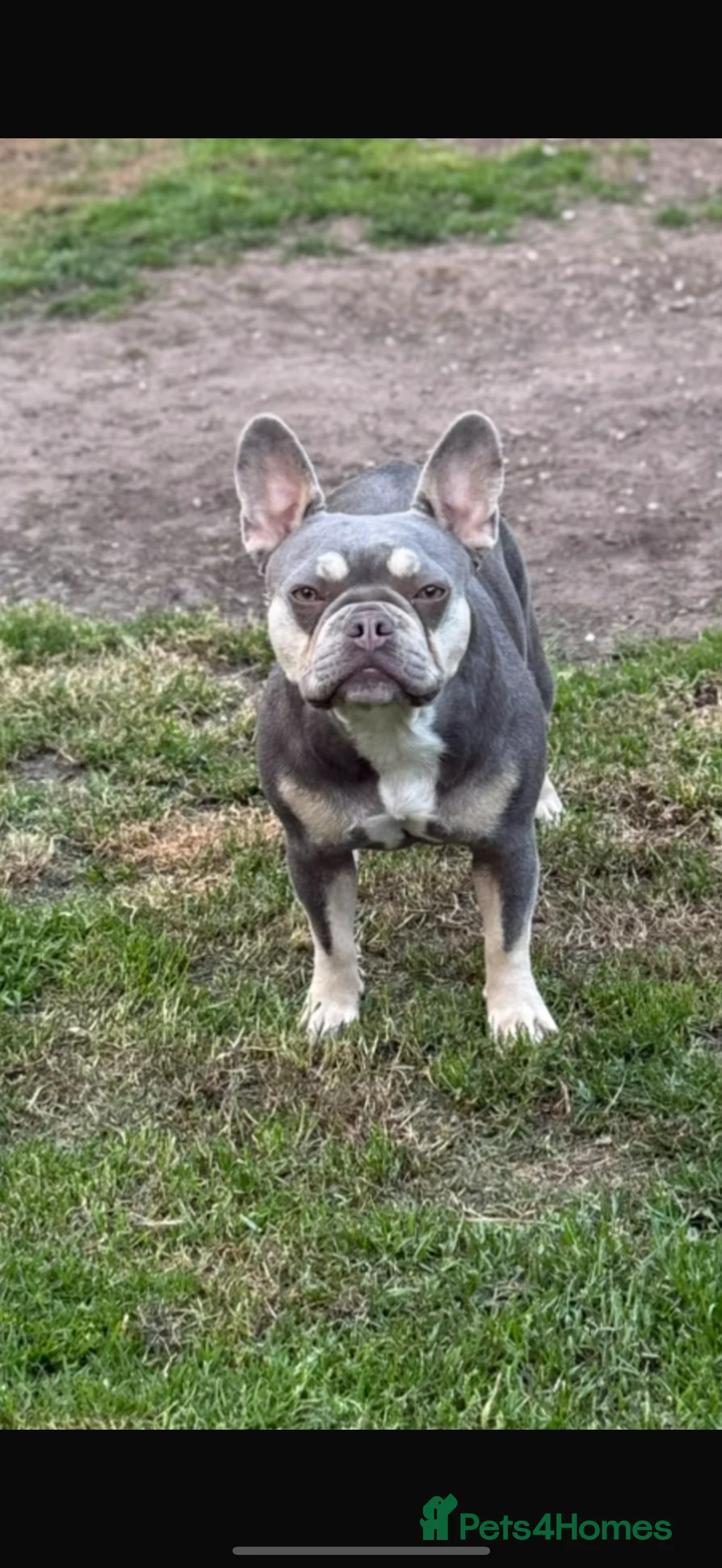 French Bulldog dogs for sale: French bulldog puppy🩵 - Advert 4