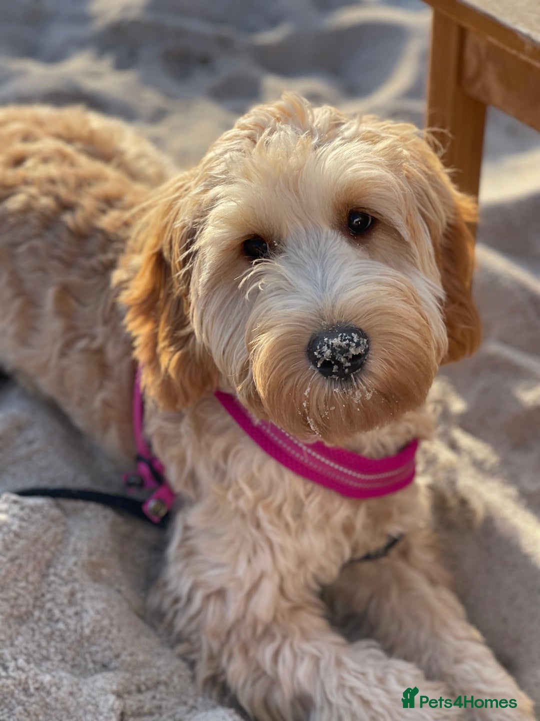 Mini Goldendoodle dogs for sale: F1 Mini's via Licensed Breeder & Police K9 Trainer - Advert 15