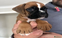 Boxer dogs for sale: Kc Beautiful White Boxer Boys   - Image 12
