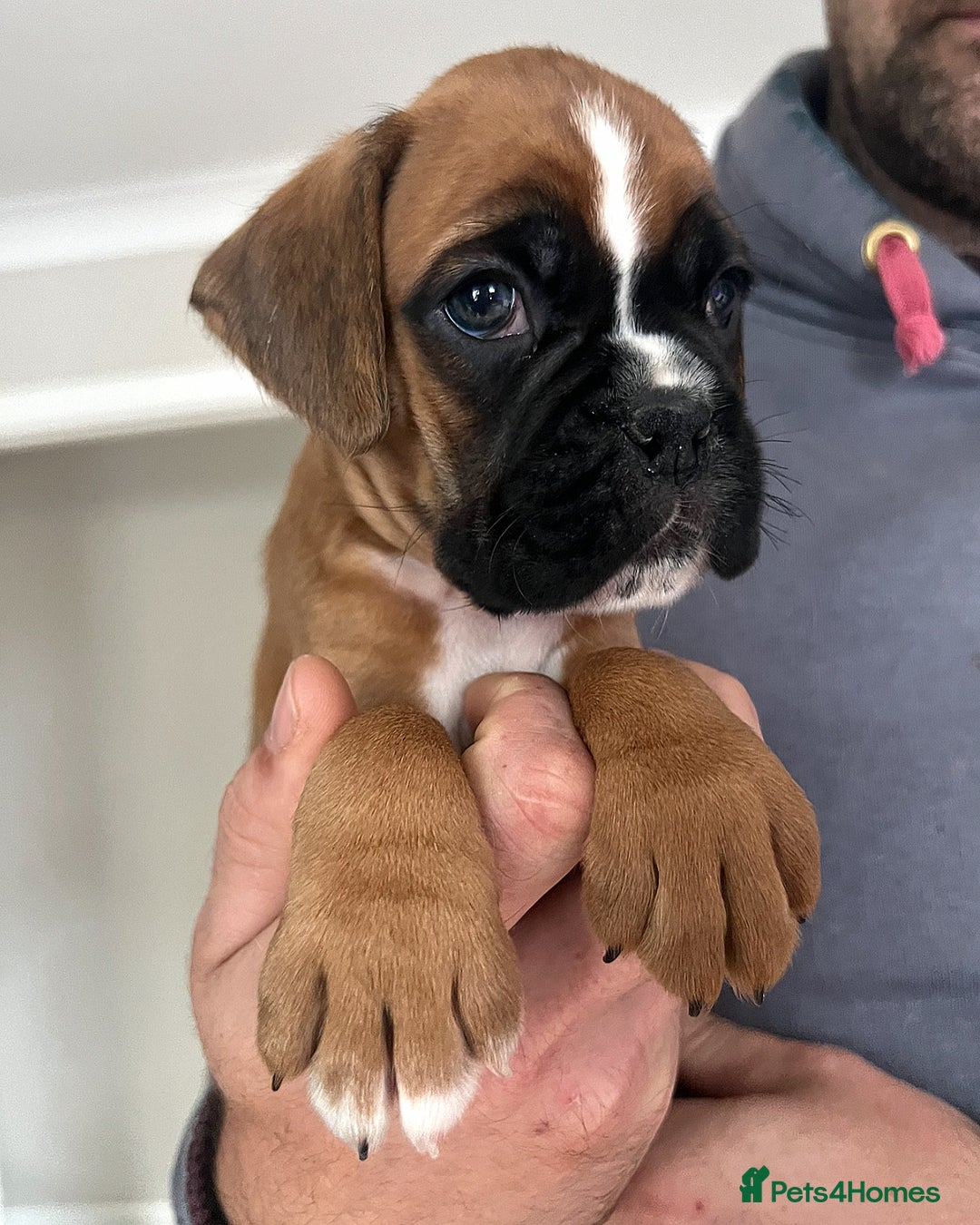Boxer dogs for sale: Kc Beautiful White Boxer Boys   - Image 12