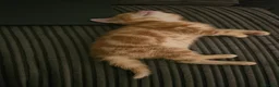 British Shorthair cats for sale: Rare Gem of a beautiful kitten - Advert 11