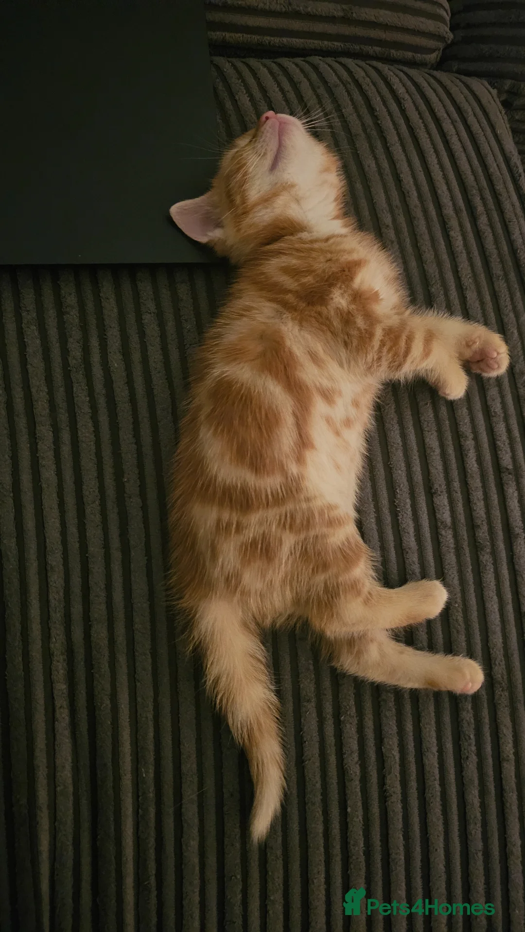 British Shorthair cats for sale: Rare Gem of a beautiful kitten - Advert 11