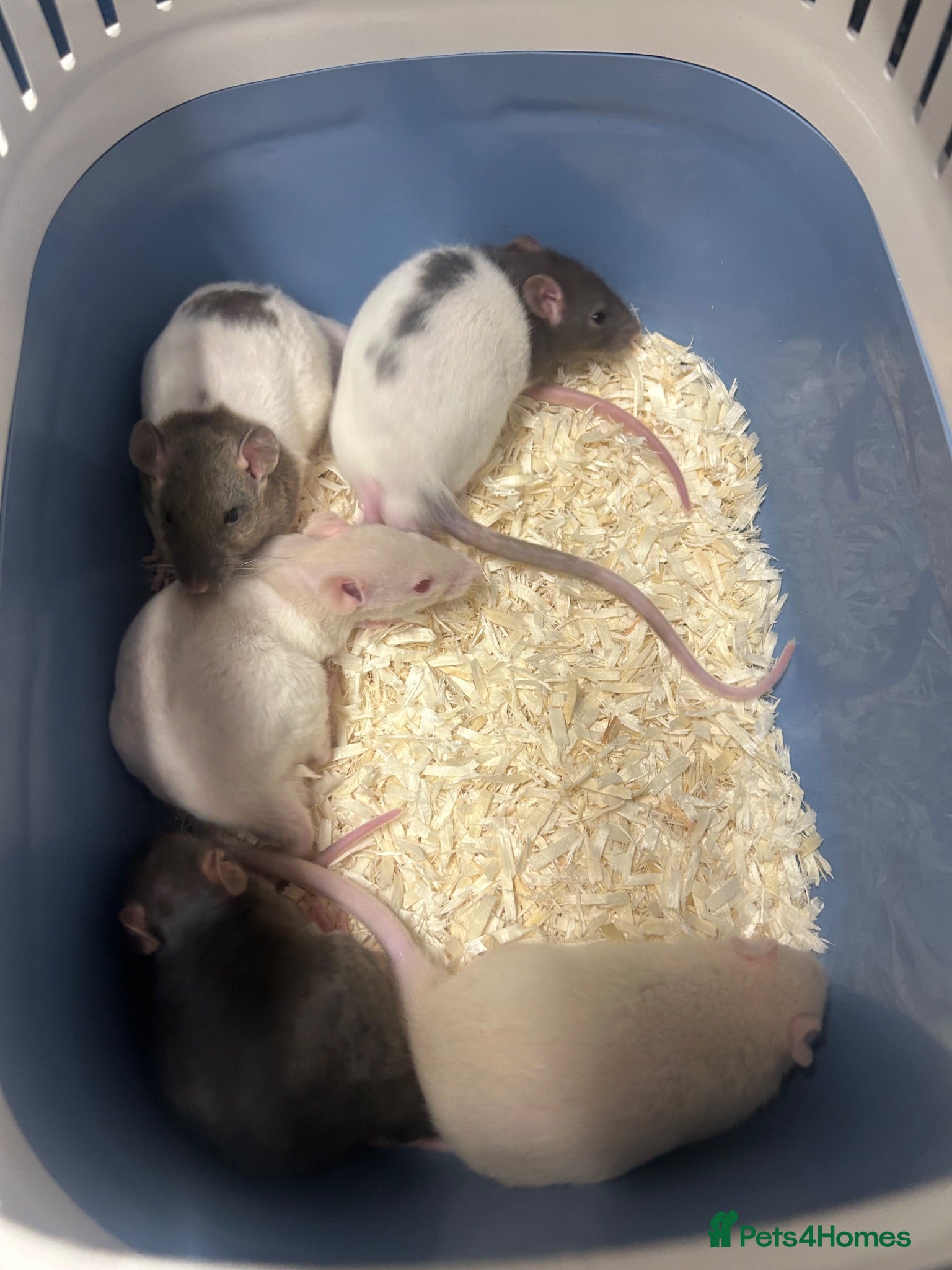 Rat rodents Baby male rats - Advert 5