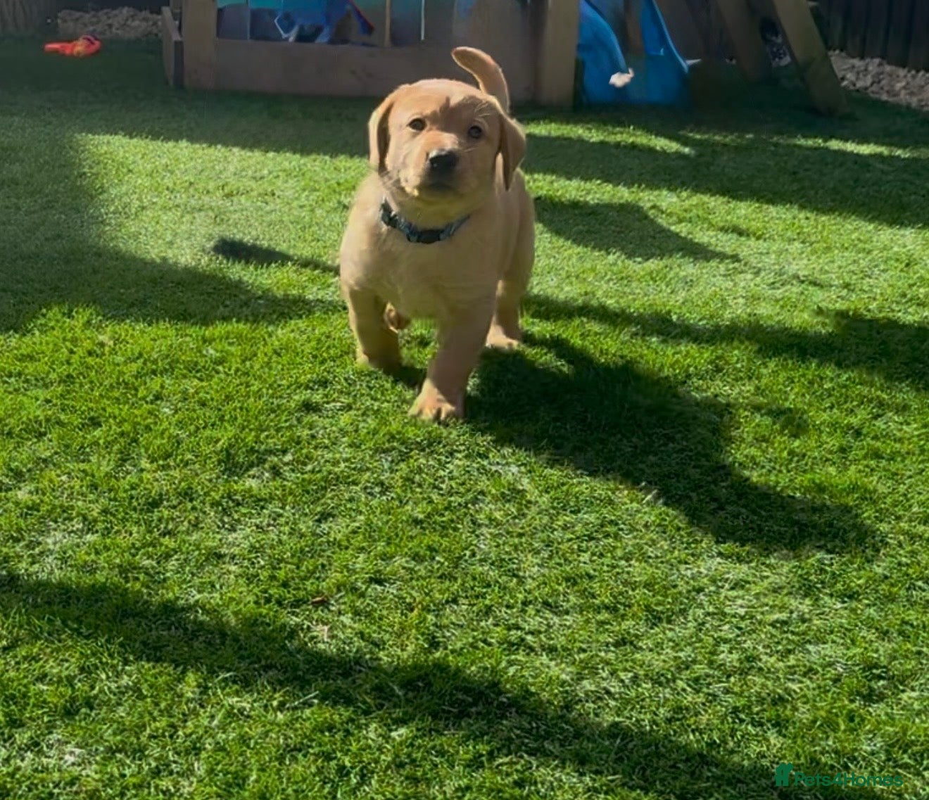Labrador Retriever dogs Stunning fox red/yellow/white Labrador puppies - Advert 2