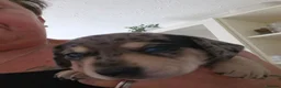 Dachshund dogs for sale: Beautiful KC Registered Dachshund puppies  - Advert 8