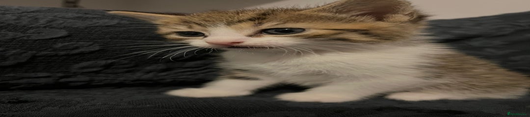Mixed Breed Kitten 1