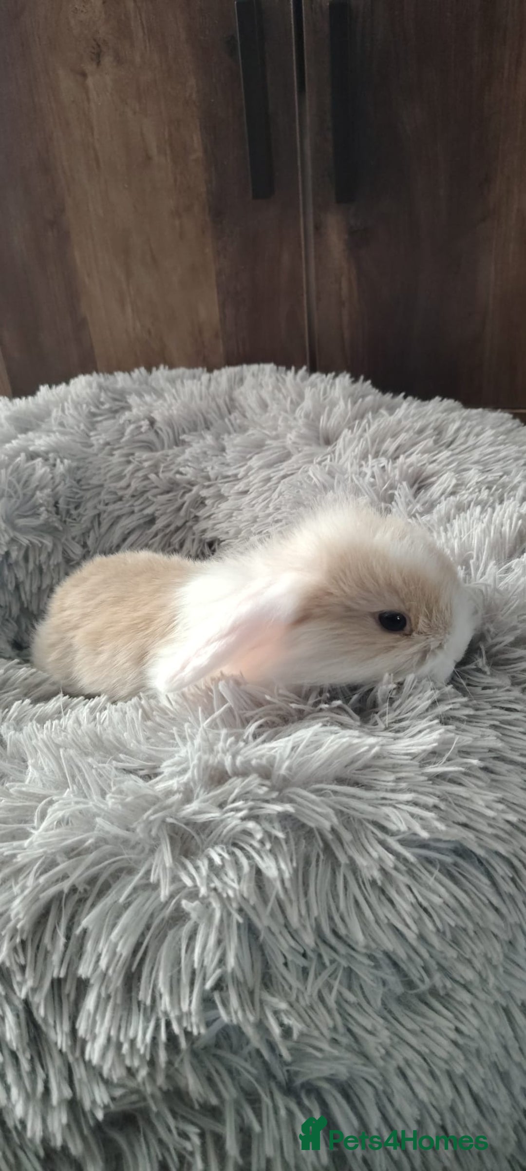 Mini Lop rabbits for sale: Beautiful Mini Lop Babies - 6 to choose from  - Image 24