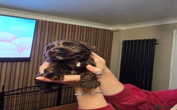 Cocker Spaniel dogs for sale: Ready now🐶X1 boy left🐶working cocker spaniel - Image 7