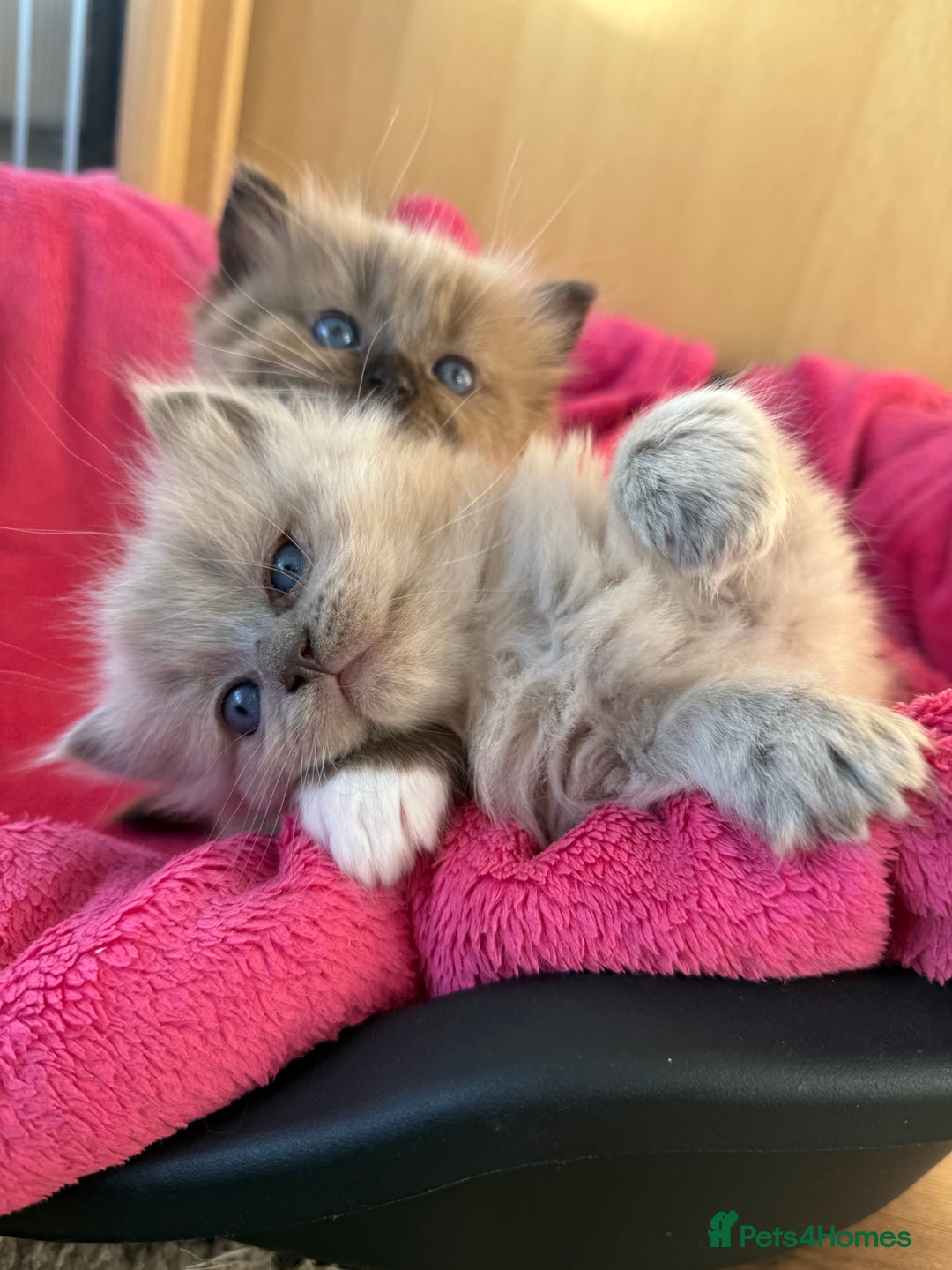 Ragdoll cats for sale: 2 Elegant Champion Bloodline Siblings  - Advert 7