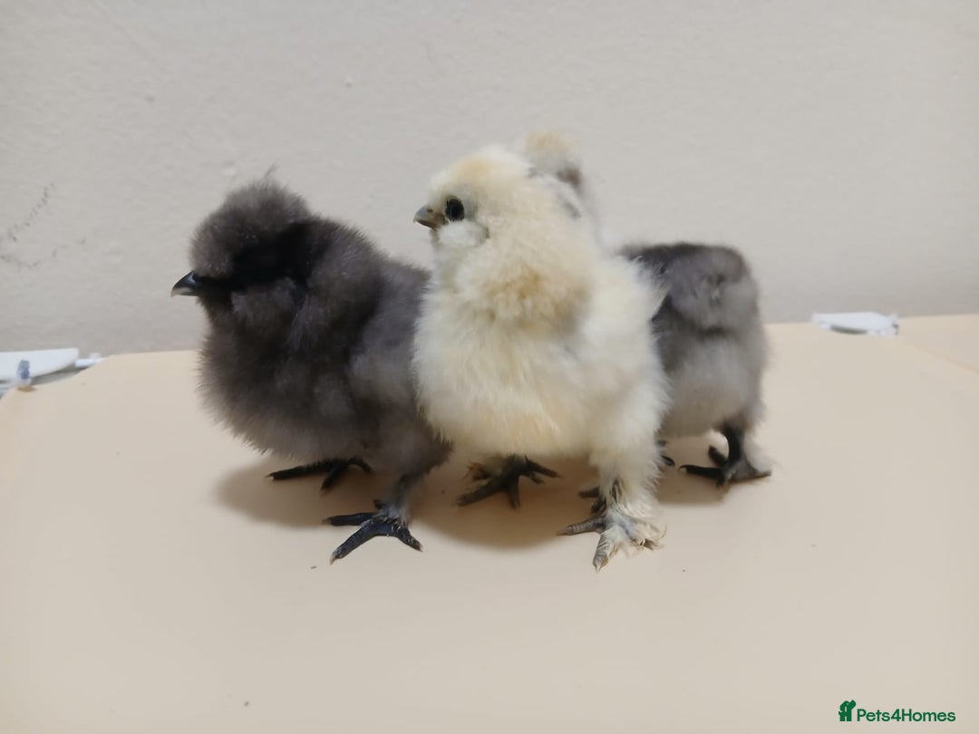 Chickens poultry for sale: Bantam Silkie Chicks Looking for Their New Coops - Advert 5