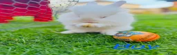 Lionhead rabbits for sale: 🐰 Beautiful Lionhead Baby Rabbits❤️ - Advert 2
