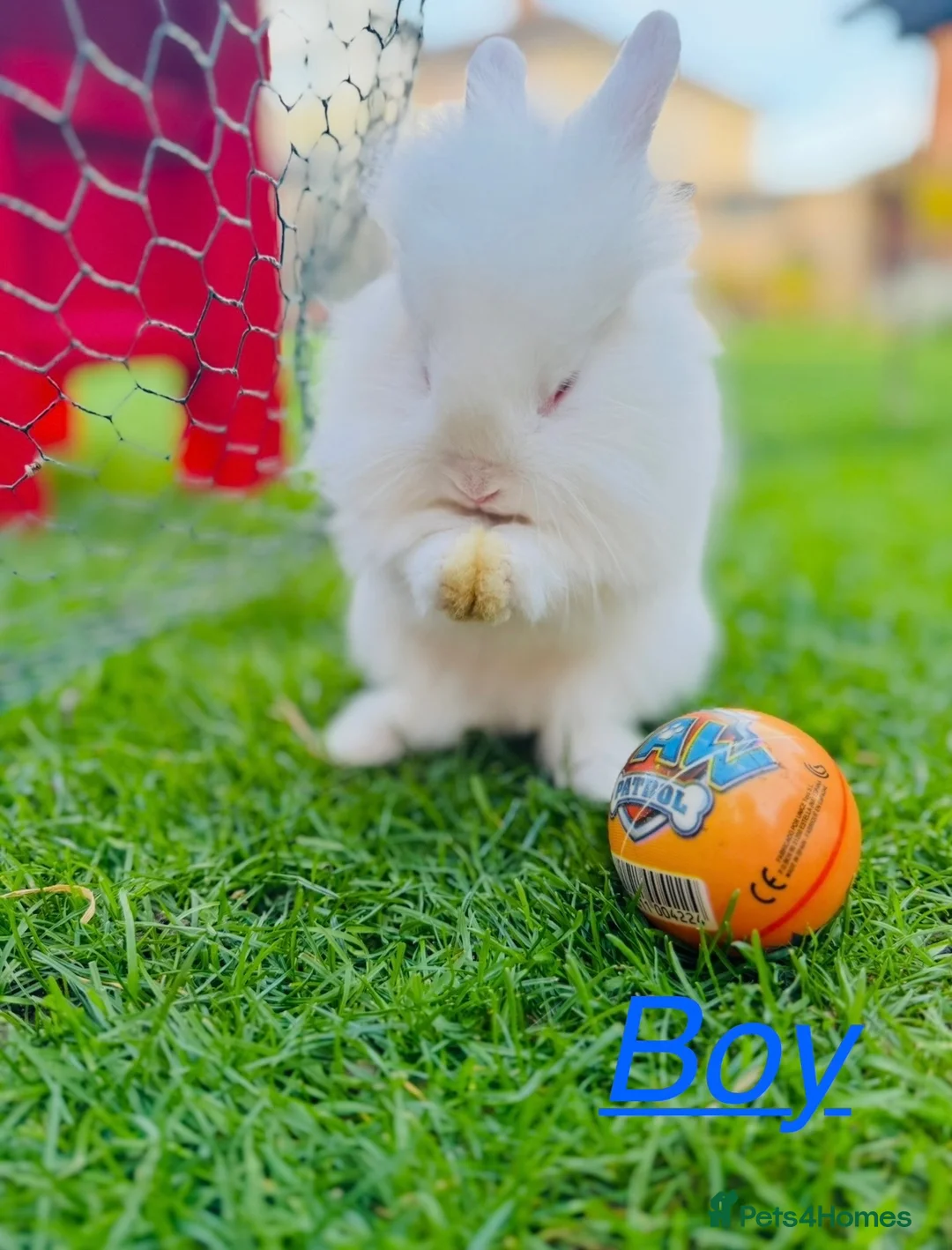 Lionhead rabbits for sale: 🐰 Beautiful Lionhead Baby Rabbits❤️ - Advert 2