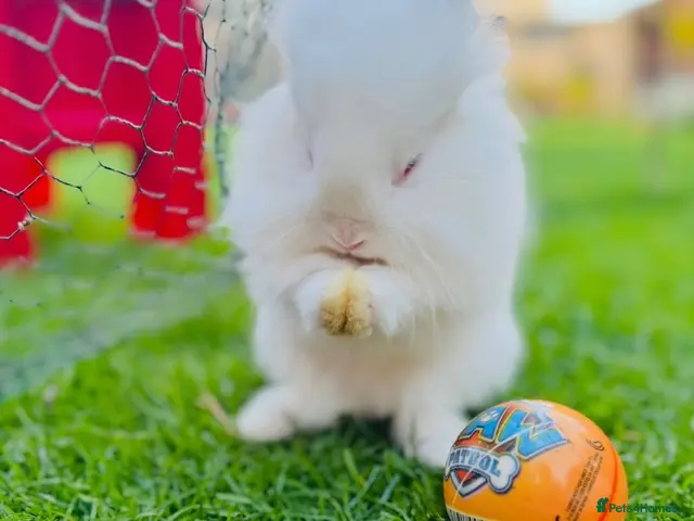 Lionhead rabbits 🐰 Beautiful Lionhead Baby Rabbits❤️ - Advert 1