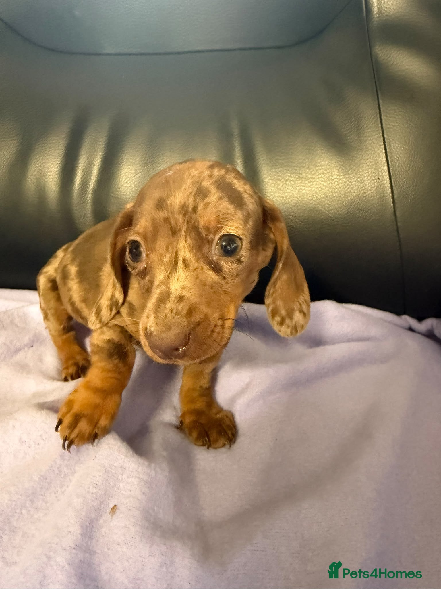 Dachshund dogs Dachshund puppies - Advert 8