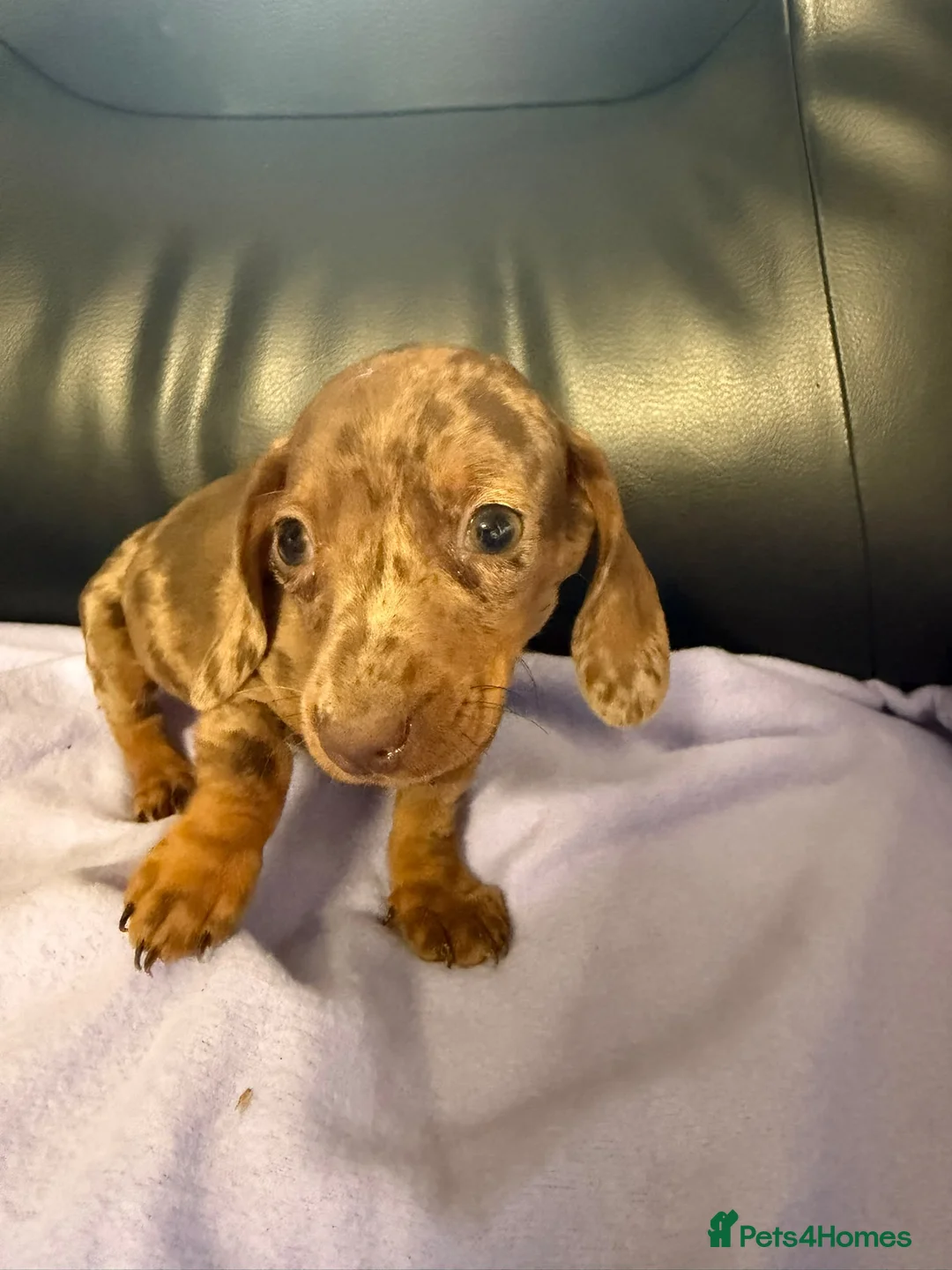 Dachshund dogs for sale: Dachshund puppies - Advert 1