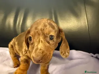 Dachshund dogs Dachshund puppies - Advert 2