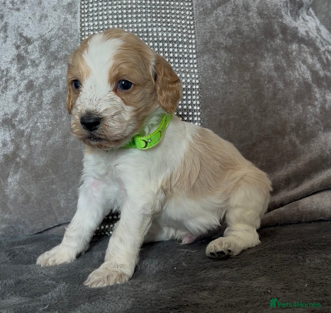 Cockapoo dogs for sale: stunning cockapoo puppies  - Image 8