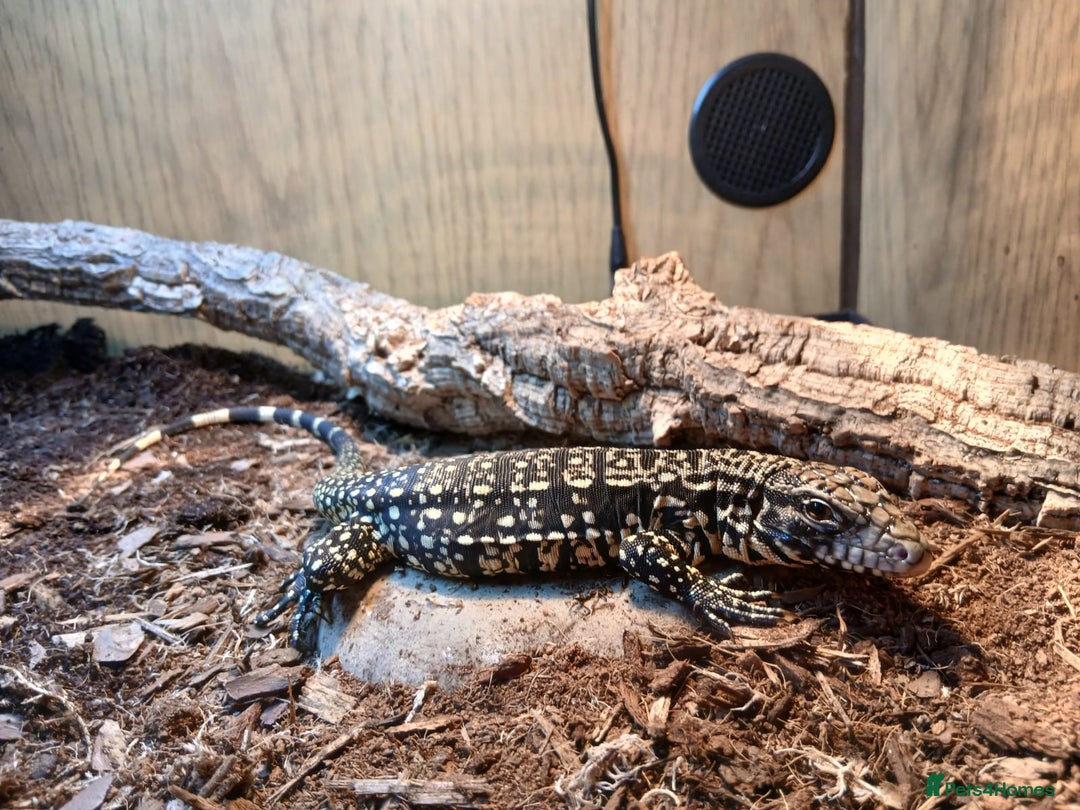Monitor reptiles for sale: Argentina Tegu - Advert 2