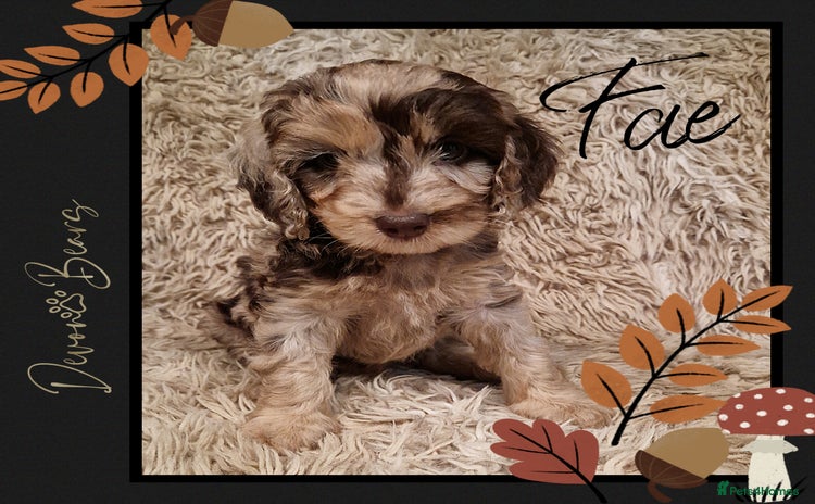 Cockapoo dogs - Advert 1
