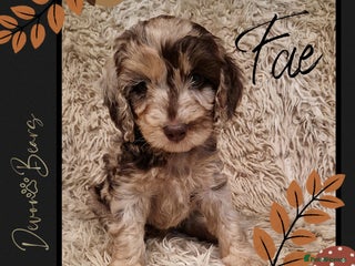 Cockapoo dogs - Advert 2