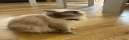 Ragdoll cats for sale: Beautiful Ragdoll Kittens  - Advert 16